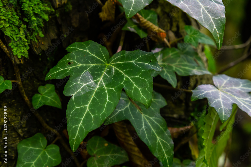 Obraz premium Fresh bright green leaves of ivy Hedera helix on grey-brown tree bark