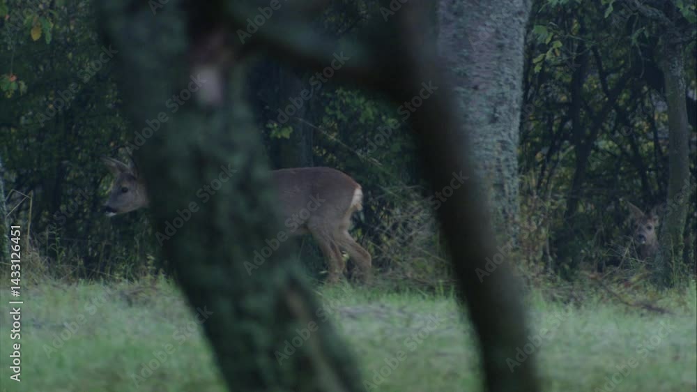 alert roe deer moving between trees at dawn alert roe deer moving between trees at dawn
