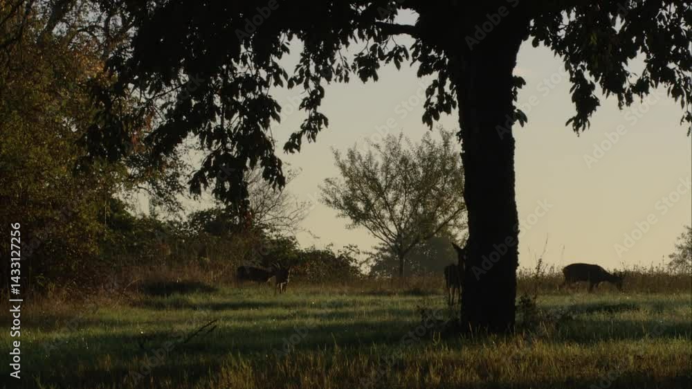 Roe deer at dawn Roe deer at dawn