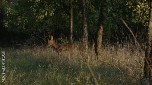 roe buck is walking proudly through high grass in morning sunlight 