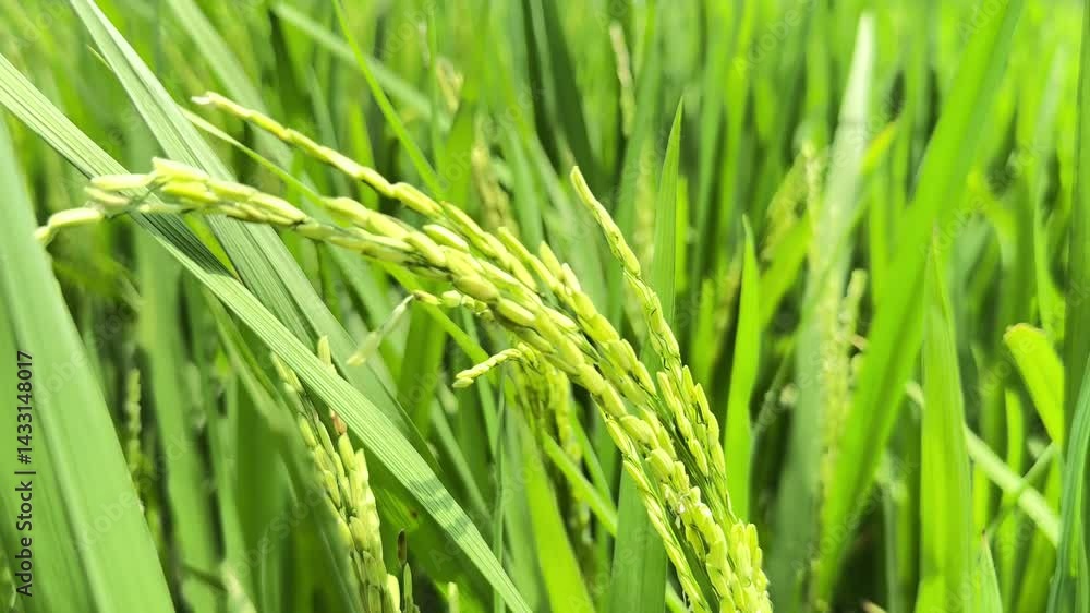 Paddy Food, Wind Self Natural Scenic Scenery. Paddy Food, Wind Self Natural Scenic Scenery.