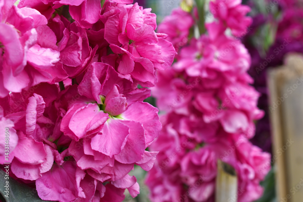 Pink Hoary Stock, Pink Hoary Stock or Matthiola Incana is a member of the Brassicaceae family of flowering plants. It's also commonly known as Brompton Stock, Common Stock, Pink flower in garden Pink Hoary Stock, Pink Hoary Stock or Matthiola Incana is a member of the Brassicaceae family of flowering plants. It's also commonly known as Brompton Stock, Common Stock, Pink flower in garden