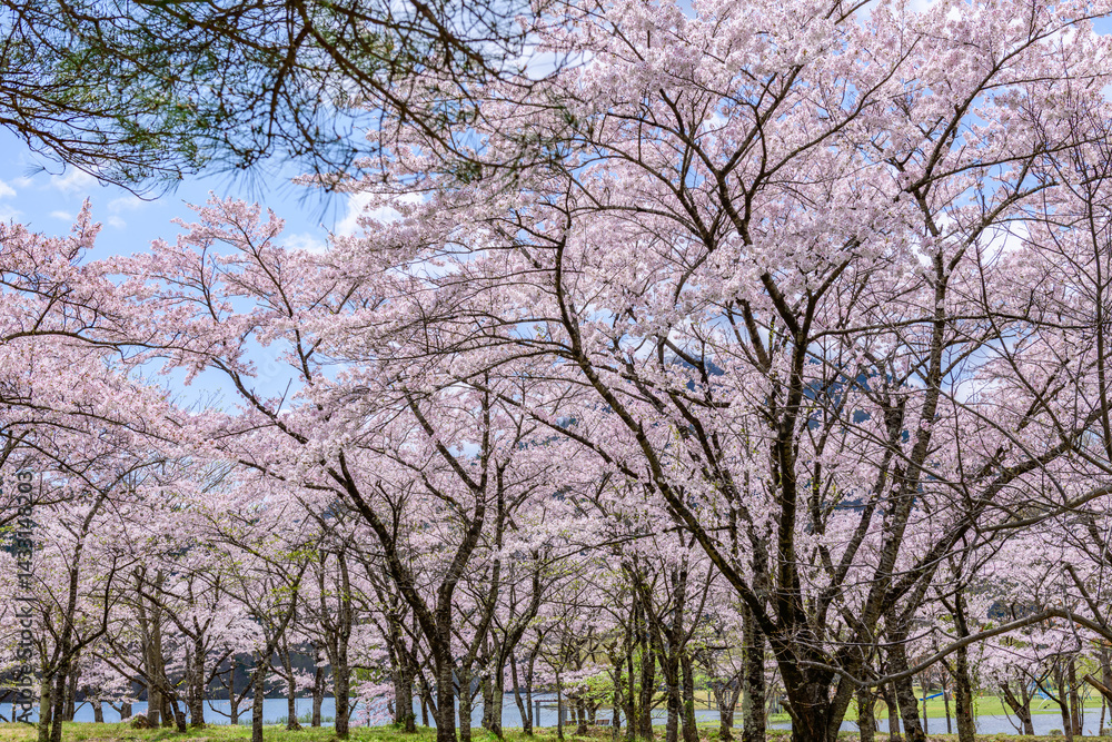 蔵王山麓 七ヶ宿ダム公園 春
蔵王山麓 七ヶ宿ダム公園 春