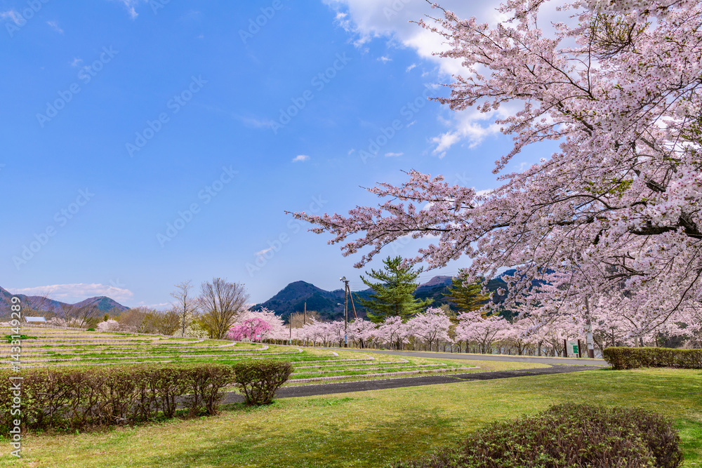 蔵王山麓 七ヶ宿ダム公園 春
蔵王山麓 七ヶ宿ダム公園 春