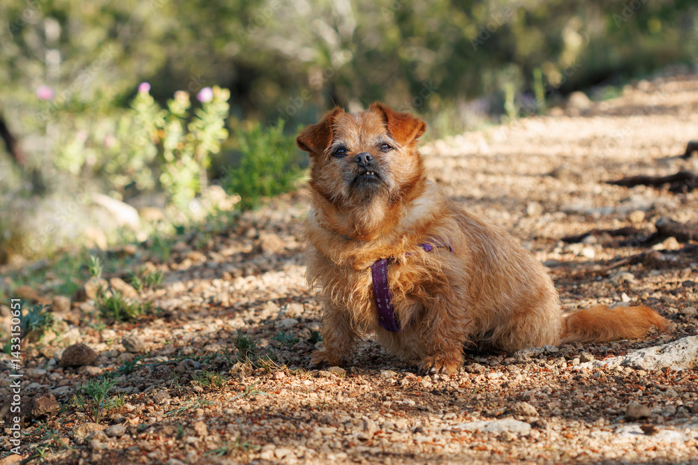 Retrato de perro viejo con canas en el camino del bosque, Alcoy, España Retrato de perro viejo con canas en el camino del bosque, Alcoy, España