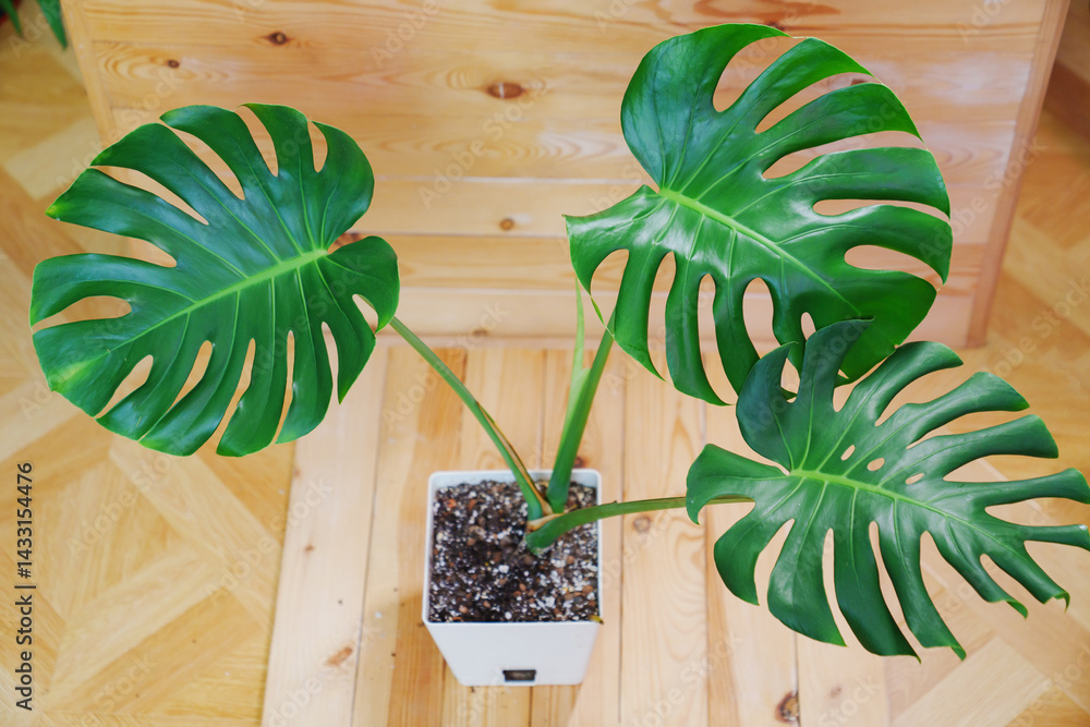 Monstera in a white pot on a wooden background. houseplant.