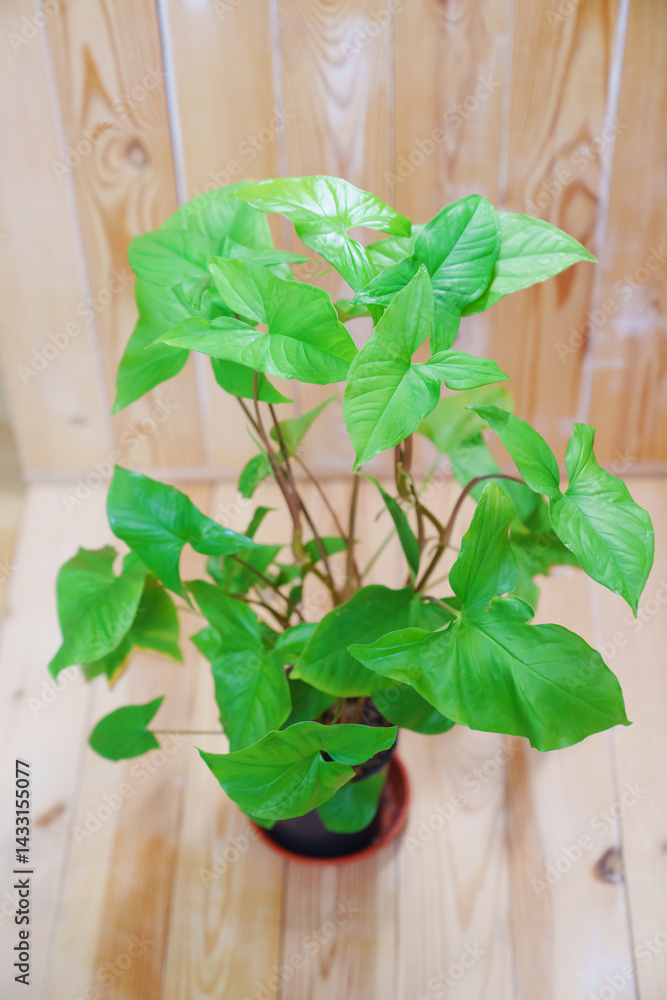 Syngonium in a black pot on a wooden background. houseplant.