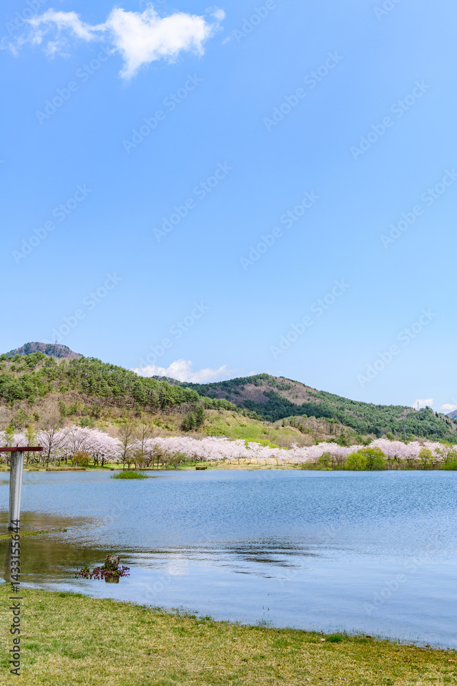 Fototapeta premium 蔵王山麓 七ヶ宿ダム公園 春 