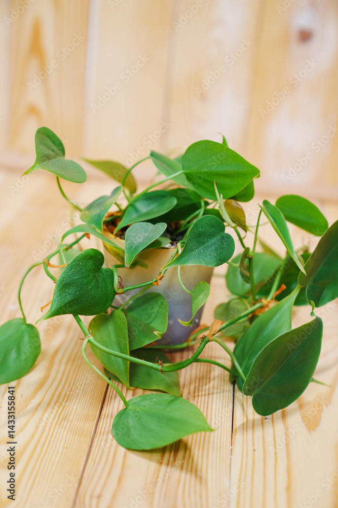 Filodendron scandals in a black pot on a wooden background. houseplant.