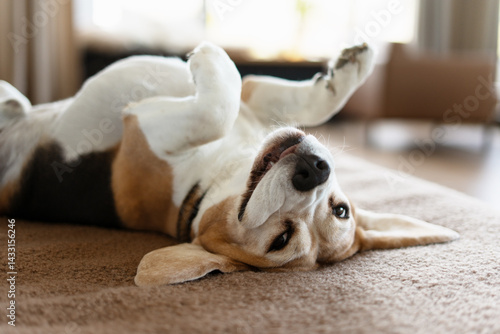 Beagle dog relaxing on the sofa, lying on his back with paws up