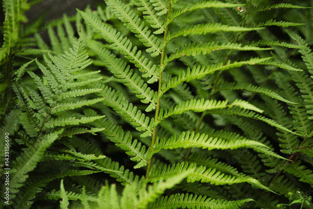 Green fern tree growing in summer, natural textured background. Green fern tree growing in summer, natural textured background.
