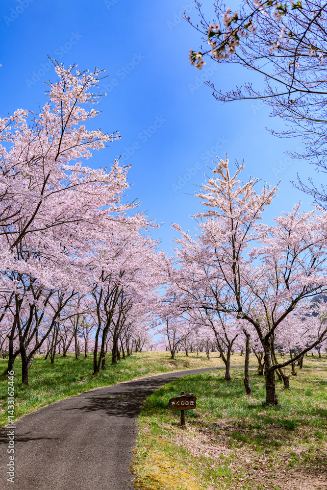 蔵王山麓 七ヶ宿ダム公園 春
蔵王山麓 七ヶ宿ダム公園 春