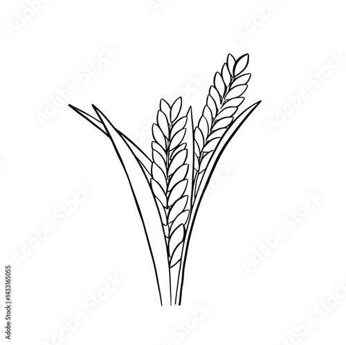 wheat image line outline hand drawn