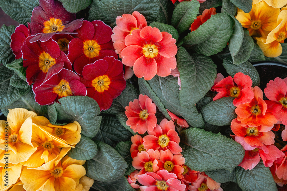 Lush display of blooming flowers in various bright colors fills the garden area