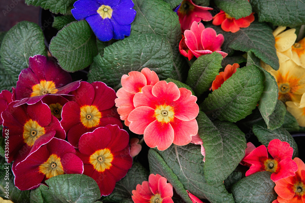Colorful flowers in bloom showcasing vibrant petals and lush green leaves