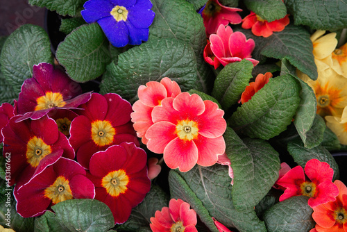 Obraz na płótnie Colorful flowers in bloom showcasing vibrant petals and lush green leaves w salonie