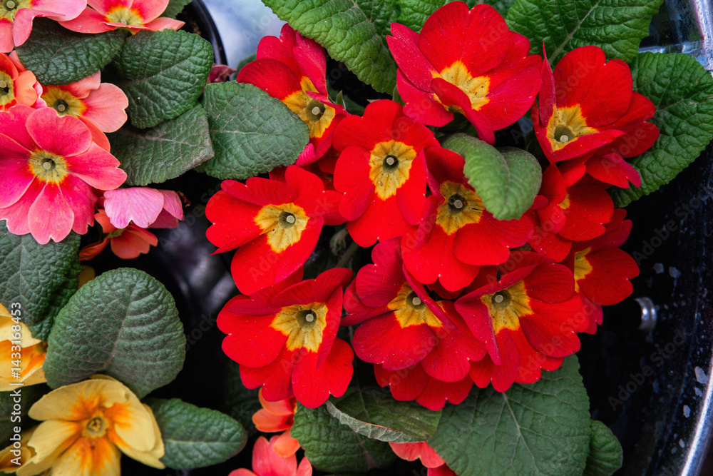 Colorful primrose flowers blooming in a garden during springtime