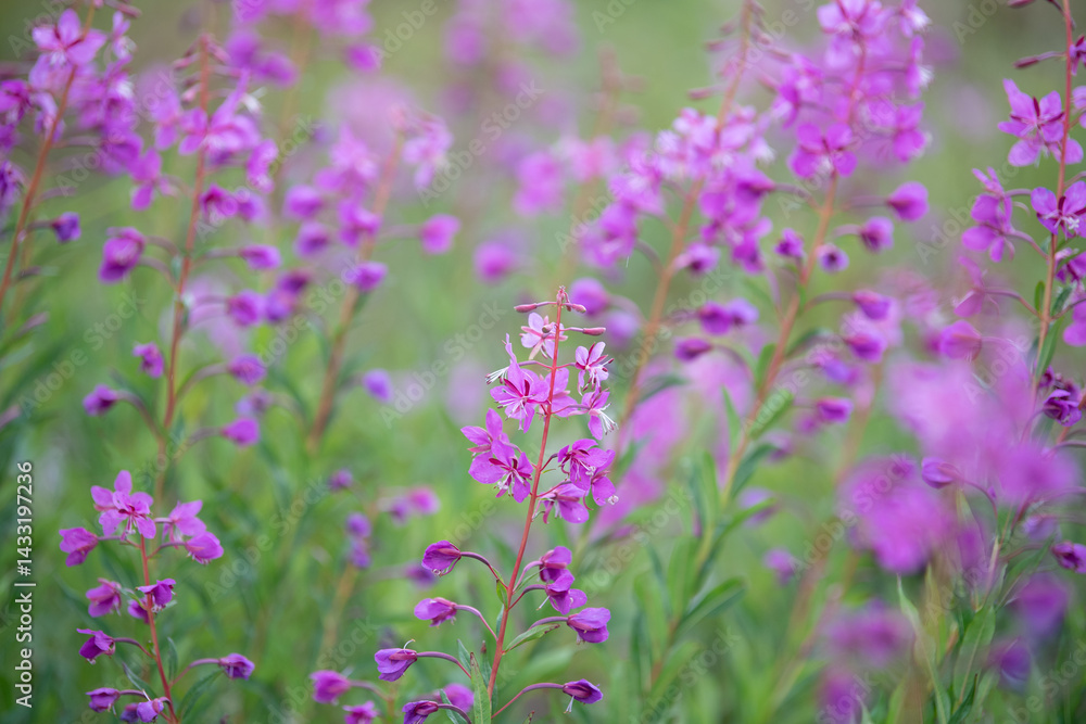 Fototapeta premium A detail shot shows flowers in Torngat National Park
