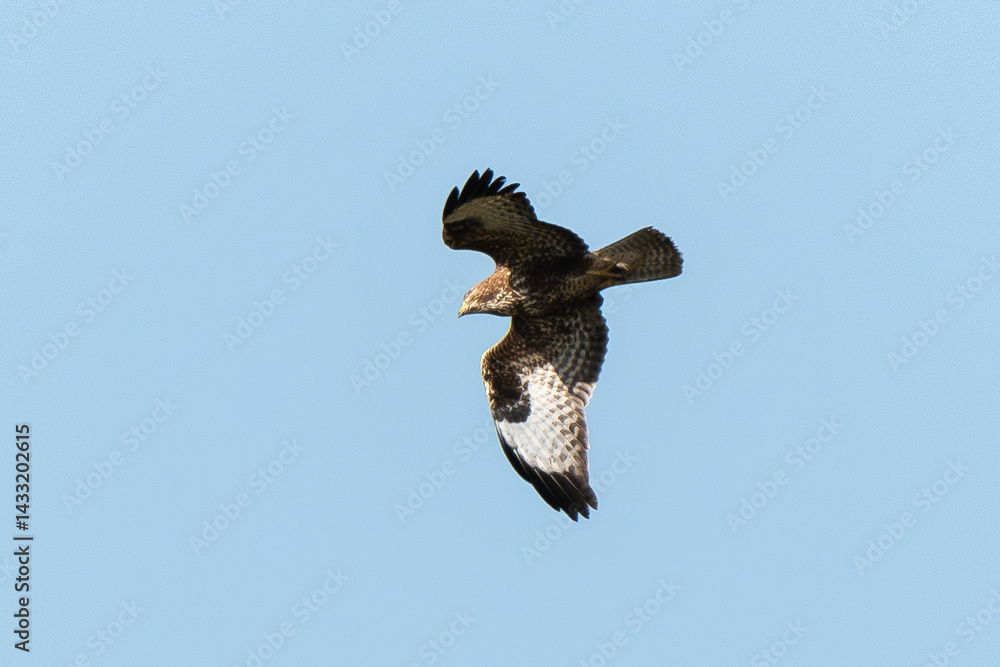 Buse variable,.Buteo buteo, Common Buzzard