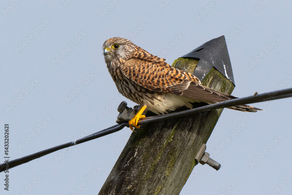 Faucon crécerelle,.Falco tinnunculus, Common Kestrel