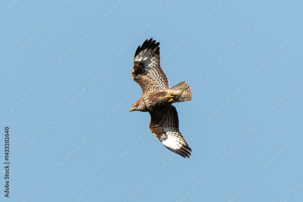Buse variable,.Buteo buteo, Common Buzzard