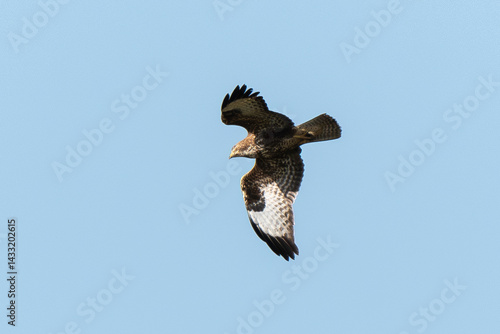 Obraz na płótnie Buse variable,.Buteo buteo, Common Buzzard w salonie