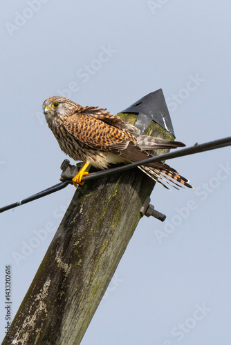 Faucon crécerelle,.Falco tinnunculus, Common Kestrel