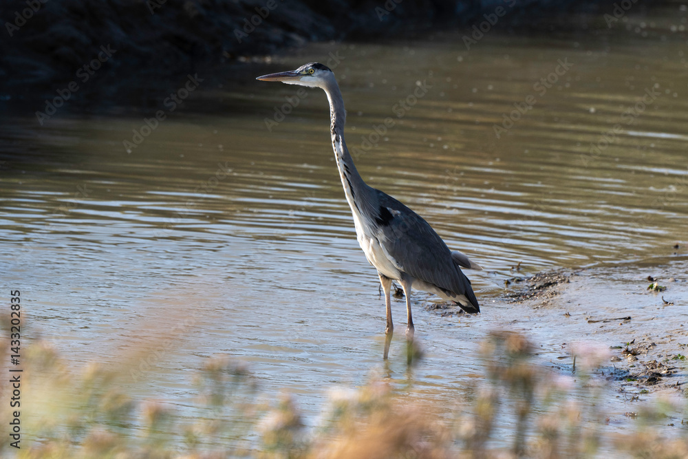 Héron cendré, Ardea cinerea, Grey Heron