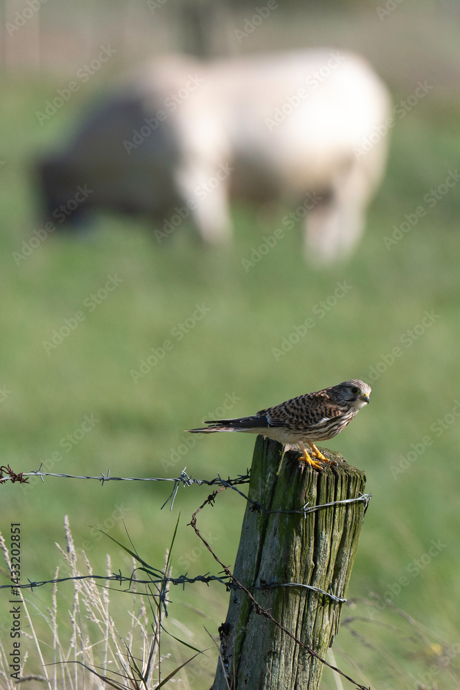 Faucon crécerelle,.Falco tinnunculus, Common Kestrel, marais Breton; 85, Vendée, Loire Atlantique, France
