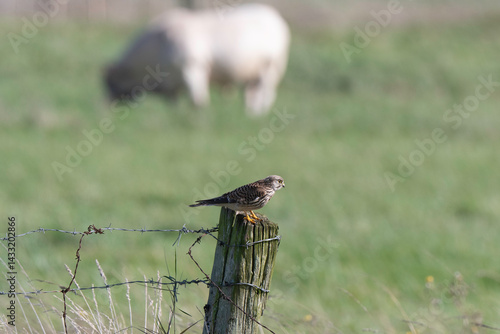 Faucon crécerelle,.Falco tinnunculus, Common Kestrel, marais Breton; 85, Vendée, Loire Atlantique, France