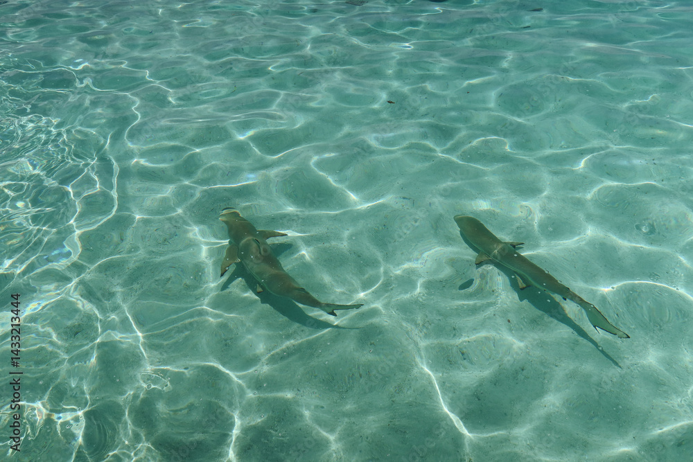 Fototapeta premium Reef sharks swimming on island 