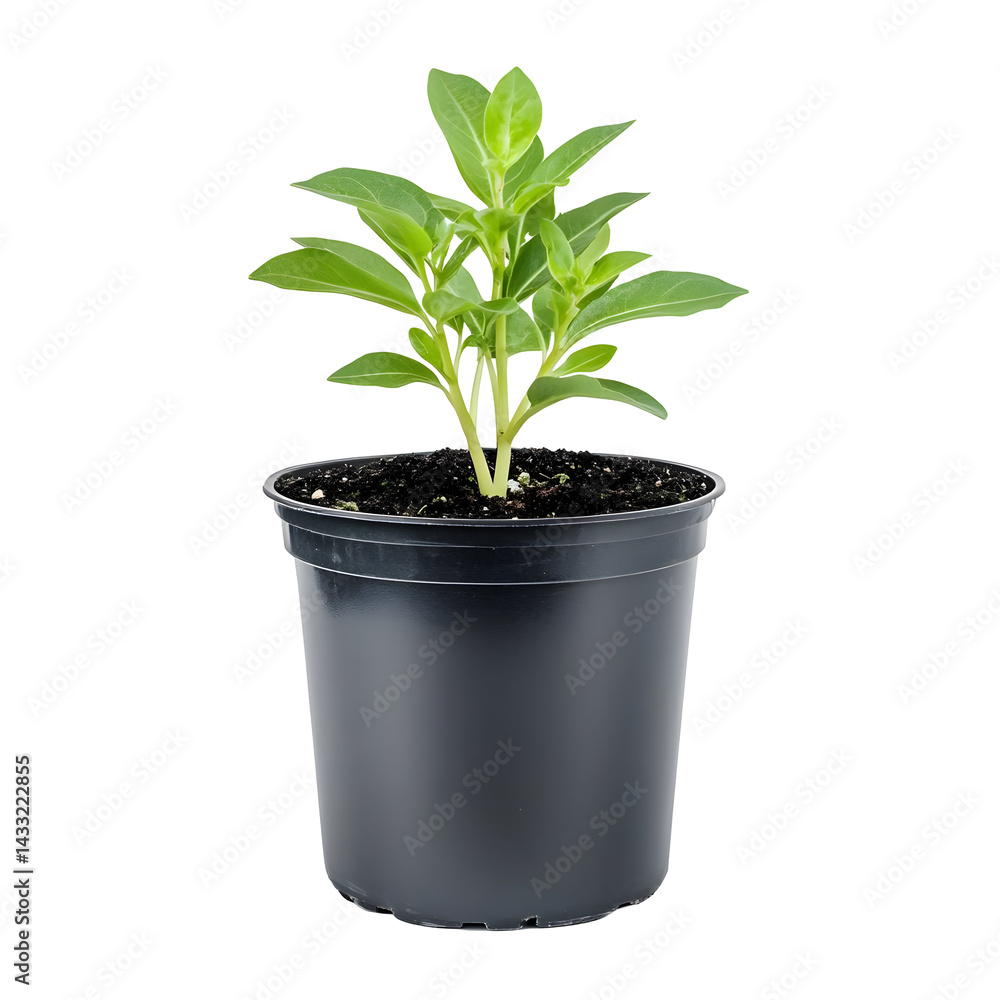 Fototapeta premium A burgeoning green plant in a simple dark pot against a stark black background