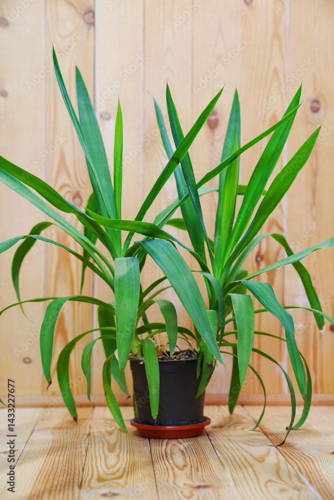 Palm pandanus in a black pot on a wooden background. houseplant.