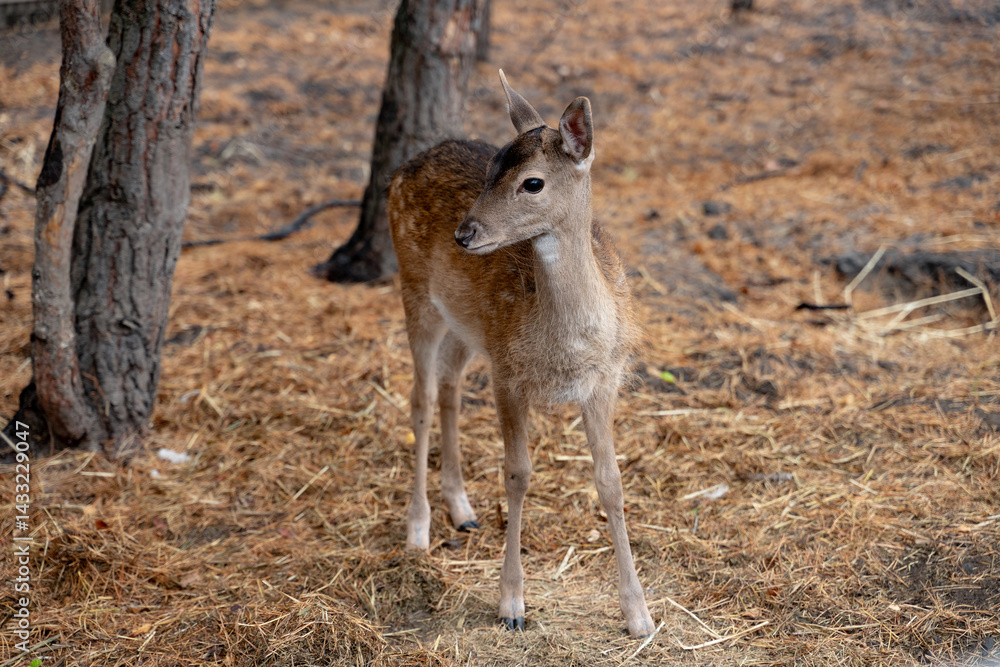 baby deer standing among the trees baby deer standing among the trees