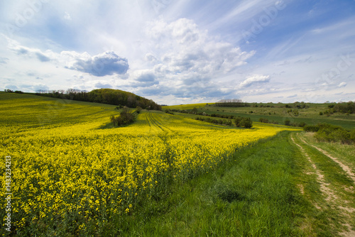 Beautiful view on the field of yellow rapeseed with dusty path in cloudy spring fresh day. Czech Republic.