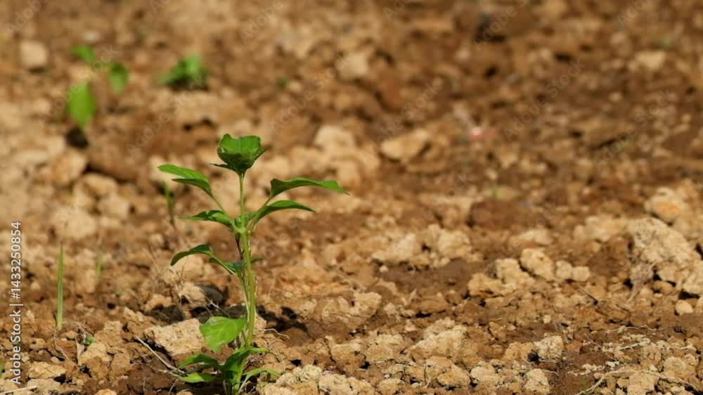 Chili seedlings in the field swaying in the gentle wind.Agriculture industry concept.Footage 4K,60 Fps Chili seedlings in the field swaying in the gentle wind.Agriculture industry concept.Footage 4K,60 Fps
