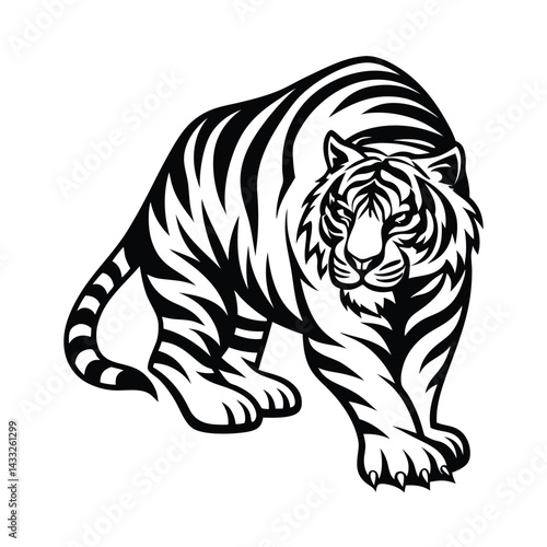 Striking Black and White Tiger Walking Fiercely, Wildlife Predator