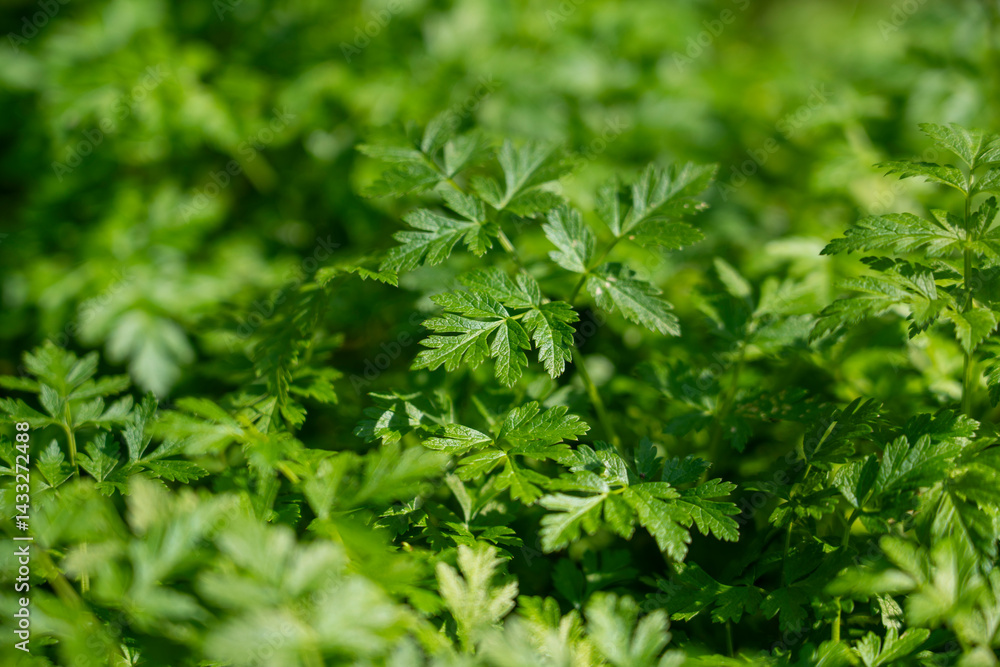 Spring plants in mountain forests, green plants Spring plants in mountain forests, green plants