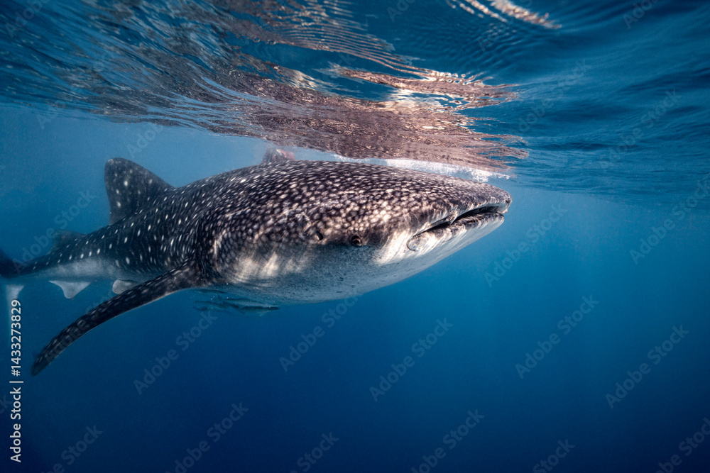 Naklejka premium Oslob Whale Shark Watching