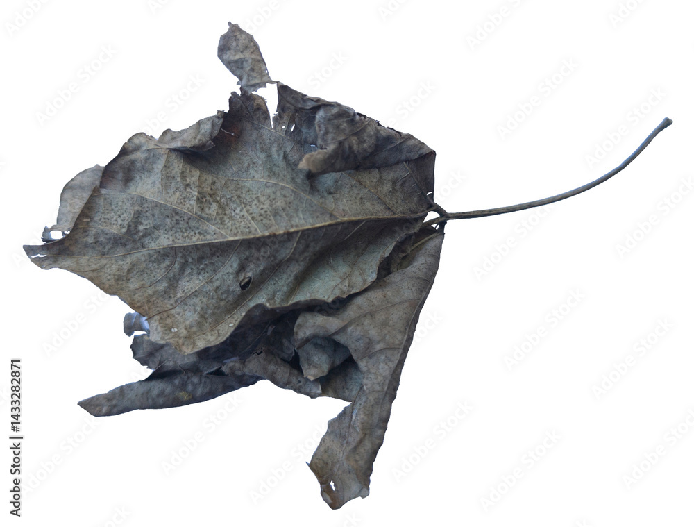 Fototapeta premium Dry leaf isolated on white background