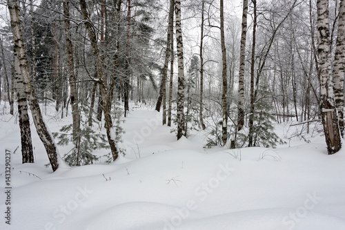 Snow piled up between the birches and pines
