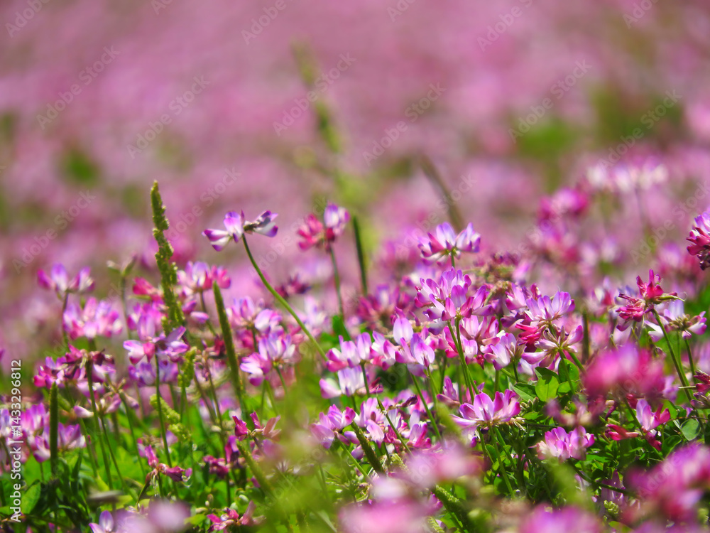 Naklejka premium 田野の祭り