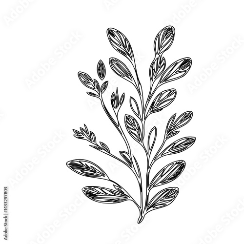 Elegant monochrome botanical illustration featuring delicately sketched foliage