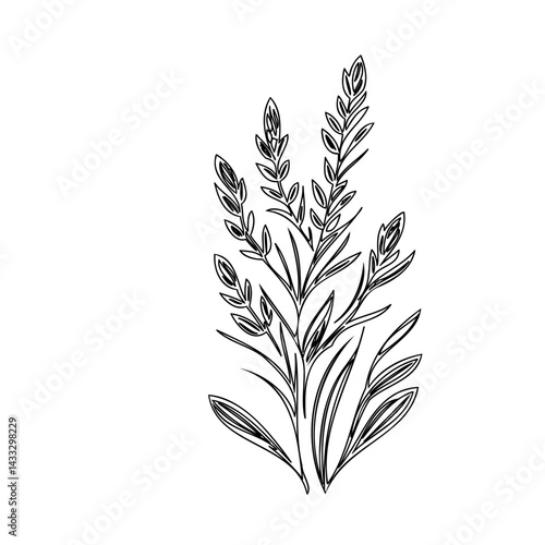 Elegant botanical illustration of delicate grass sprigs on white background