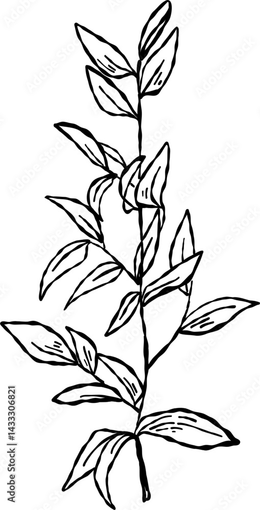 Flower and Leaf Line Art Black Color Hand Drawn Sketch Style for coloring book Flower and Leaf Line Art Black Color Hand Drawn Sketch Style for coloring book