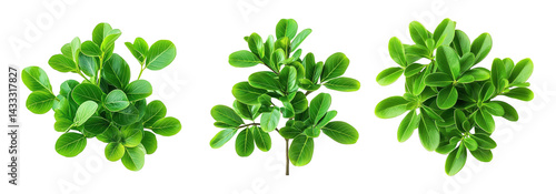 green bush set isolated on transparent background