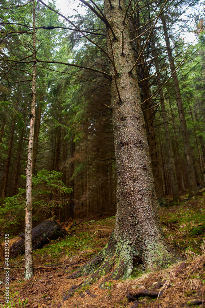 Fototapeta premium Tree trunk in mossy forest