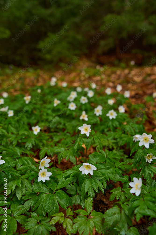 Wood anemone flower closeup