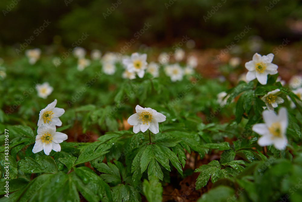 Wood anemone flower closeup
