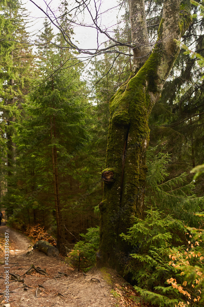 Twisted mossy tree in forest